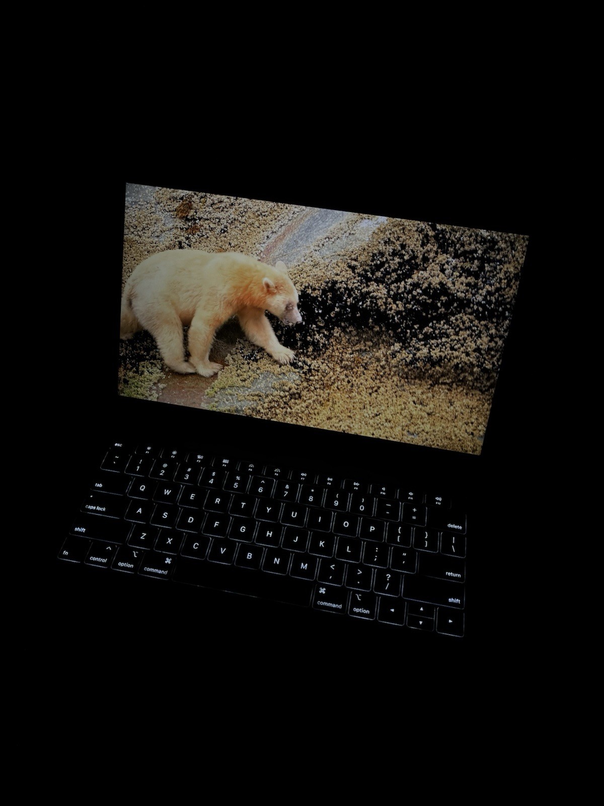 Apple MacBook Air 2019 13.3″ (256GB SSD, Intel Core i5 8th Gen., 1.40GHz, 8GB)